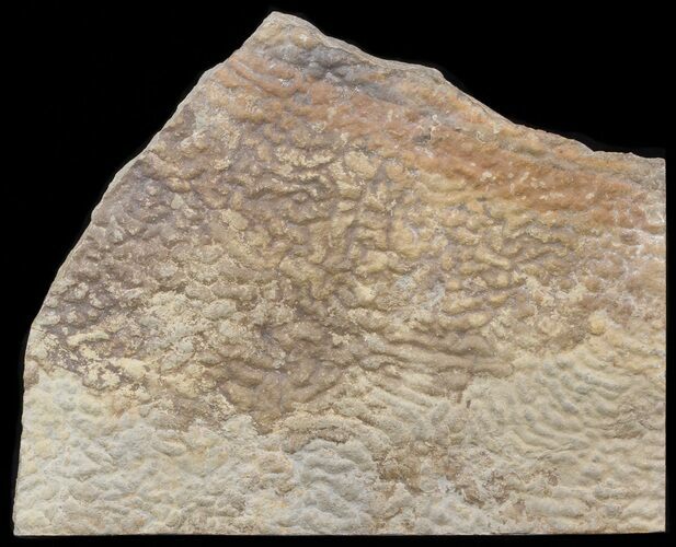 Pennsylvanian, Fossil Microbial Mat - Oklahoma #41108